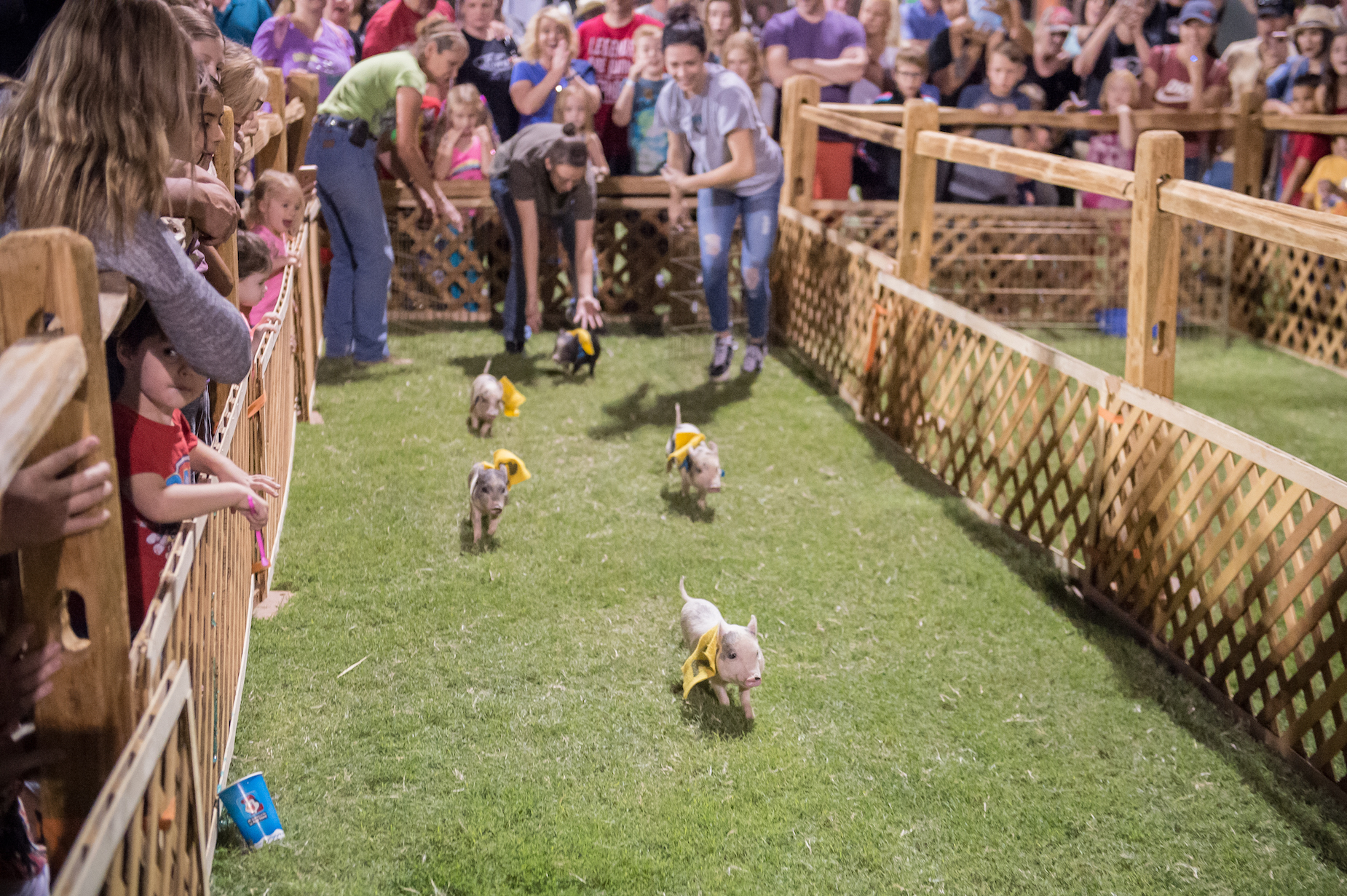 Pig Races