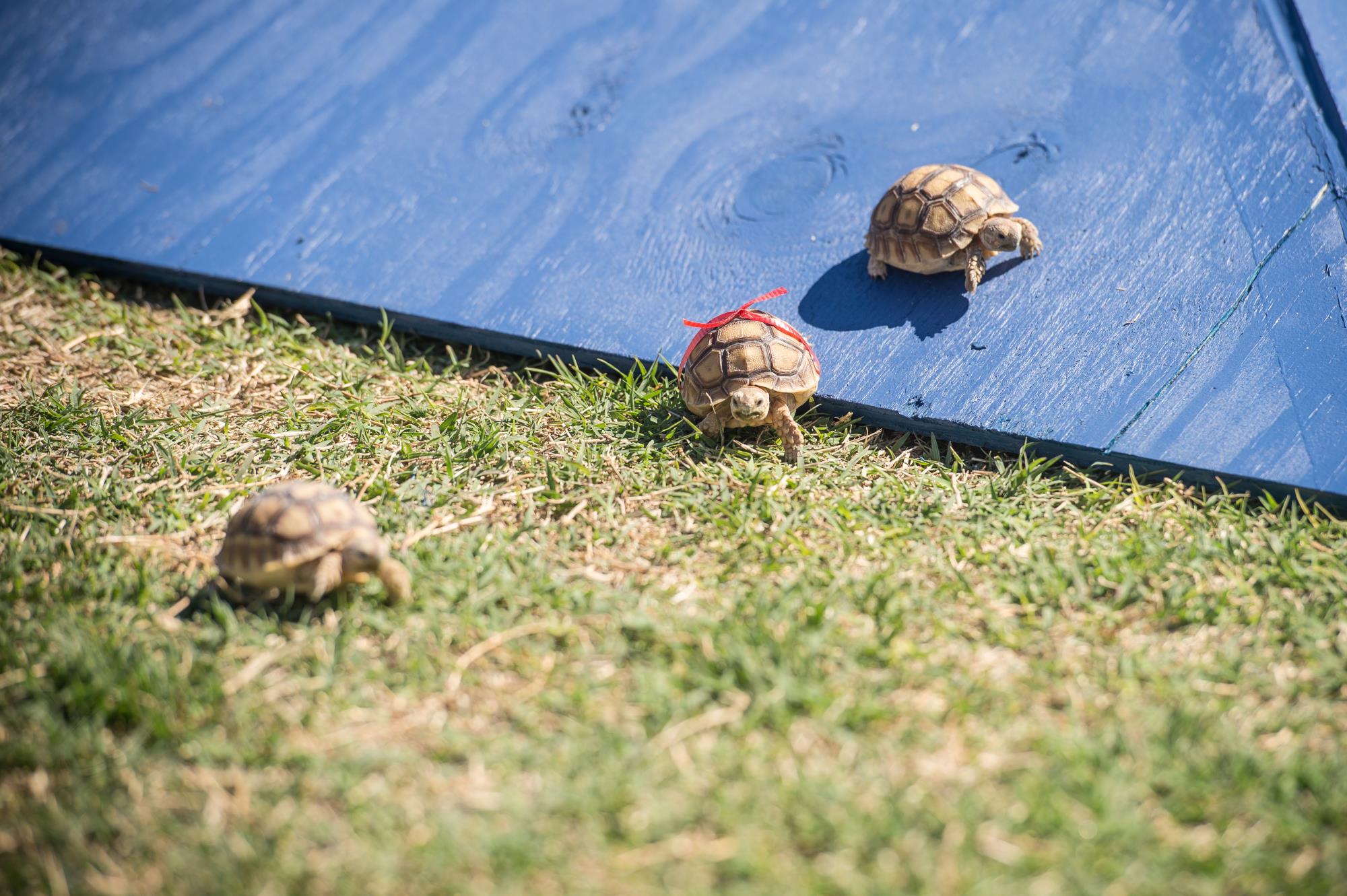 Race tortoise