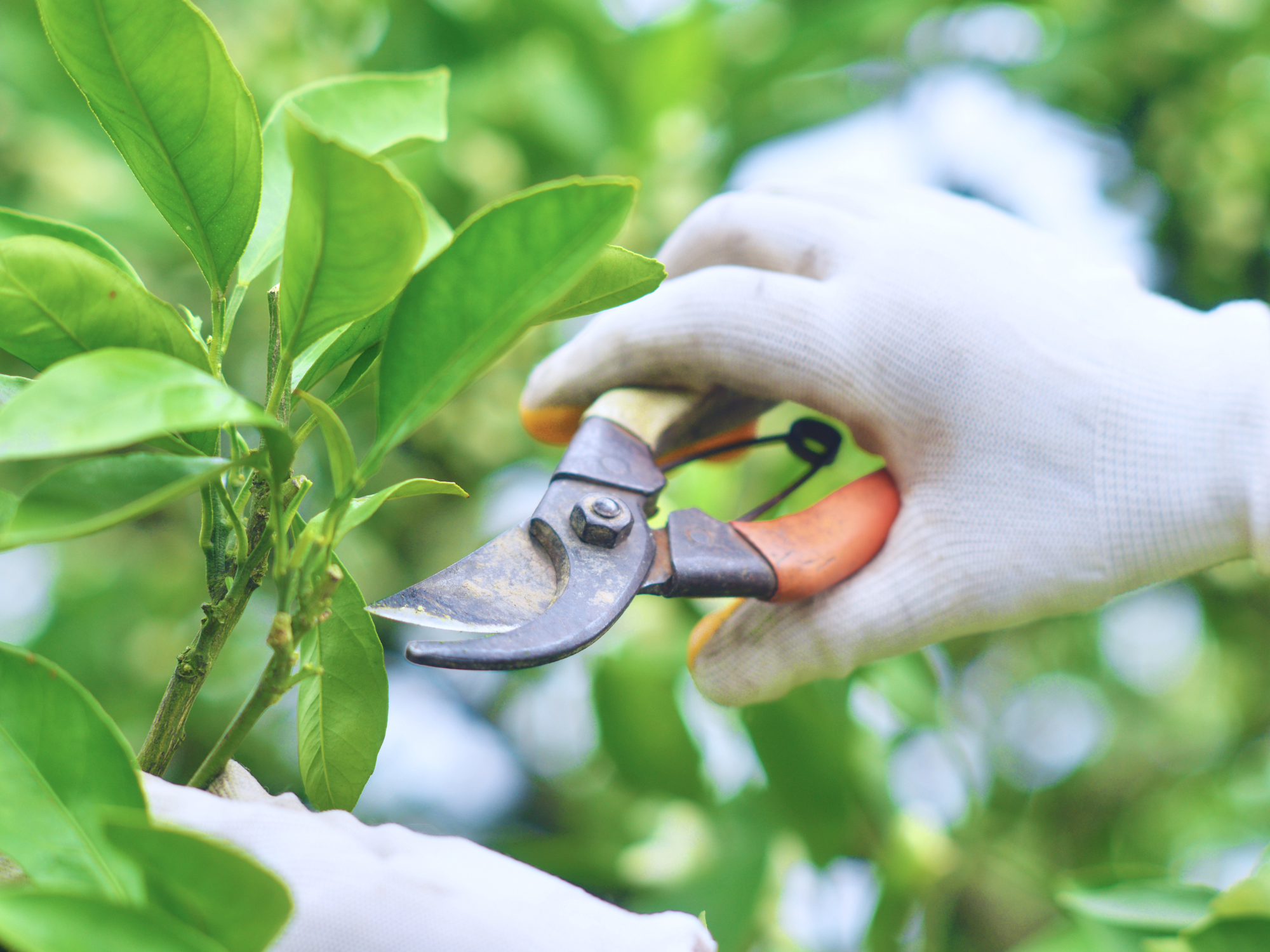 2024-03-02 Pruning