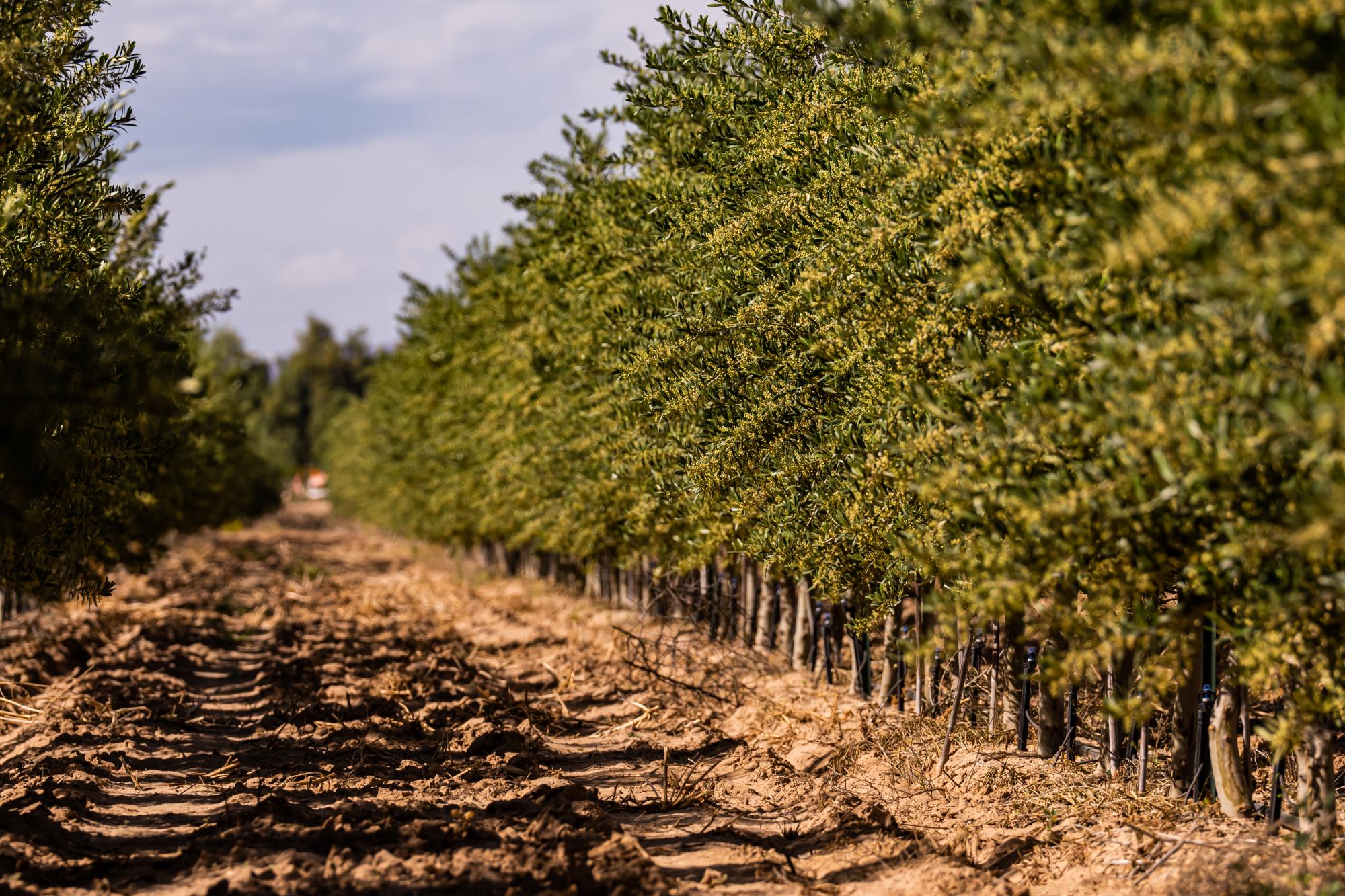 Queen Creek Olive Mill