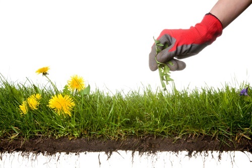 Picking weeds